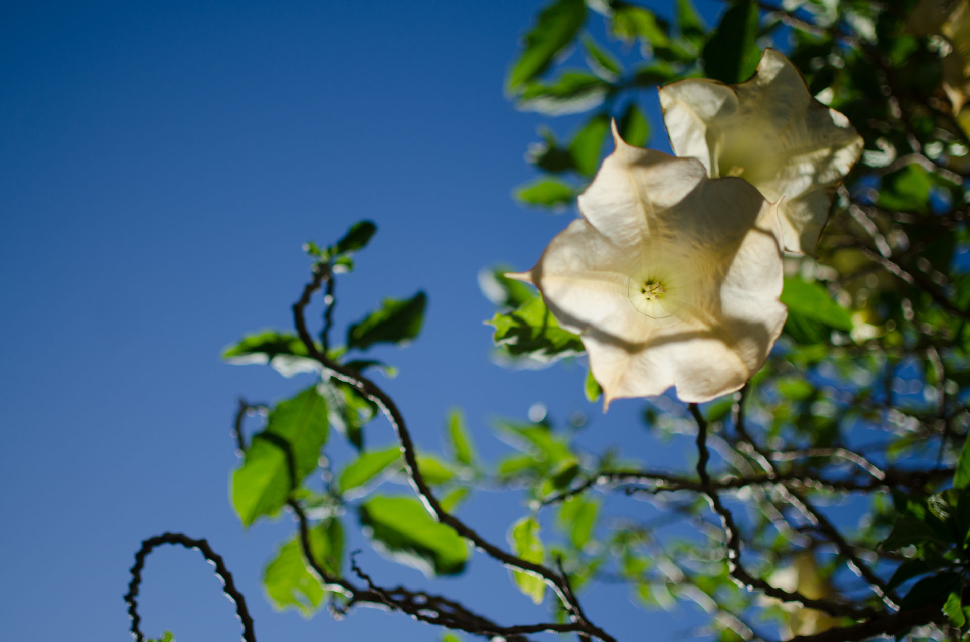 Missie en Visie TVN bloem geel Missie en Visie TVN bloem geel